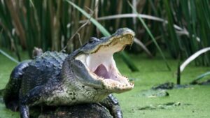 Majestic Florida alligator in its freshwater habitat, ruling the swamps, rivers, and lakes of the state.