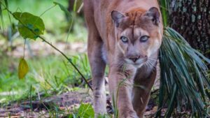 Rare and majestic Florida Panther, an endangered species, roaming its natural habitat in South Florida's pinelands and swamp forests.