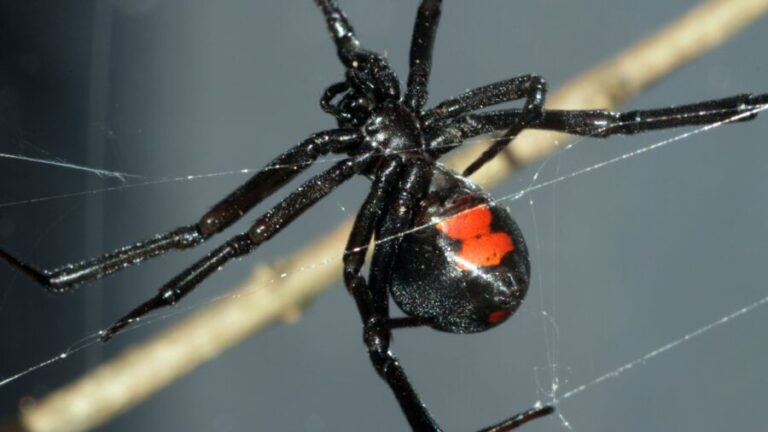 Florida black widow spider, recognizable by its distinctive black and pale brown geometric patterns, striped legs, and orange hourglass abdomen.