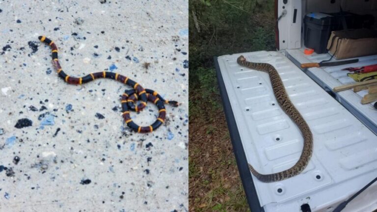 Various Florida snakes, including both harmless and venomous species, found in the state's diverse natural landscapes.